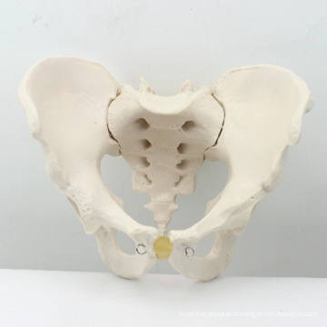 PELVIS02 (12339) Medical Anatomical Adult Male Pelvis Models, Anatomy Models > Male/Female Models